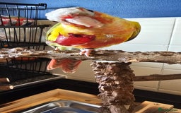 Conures birds for sale: Pineapple conure + full set up - Image 2