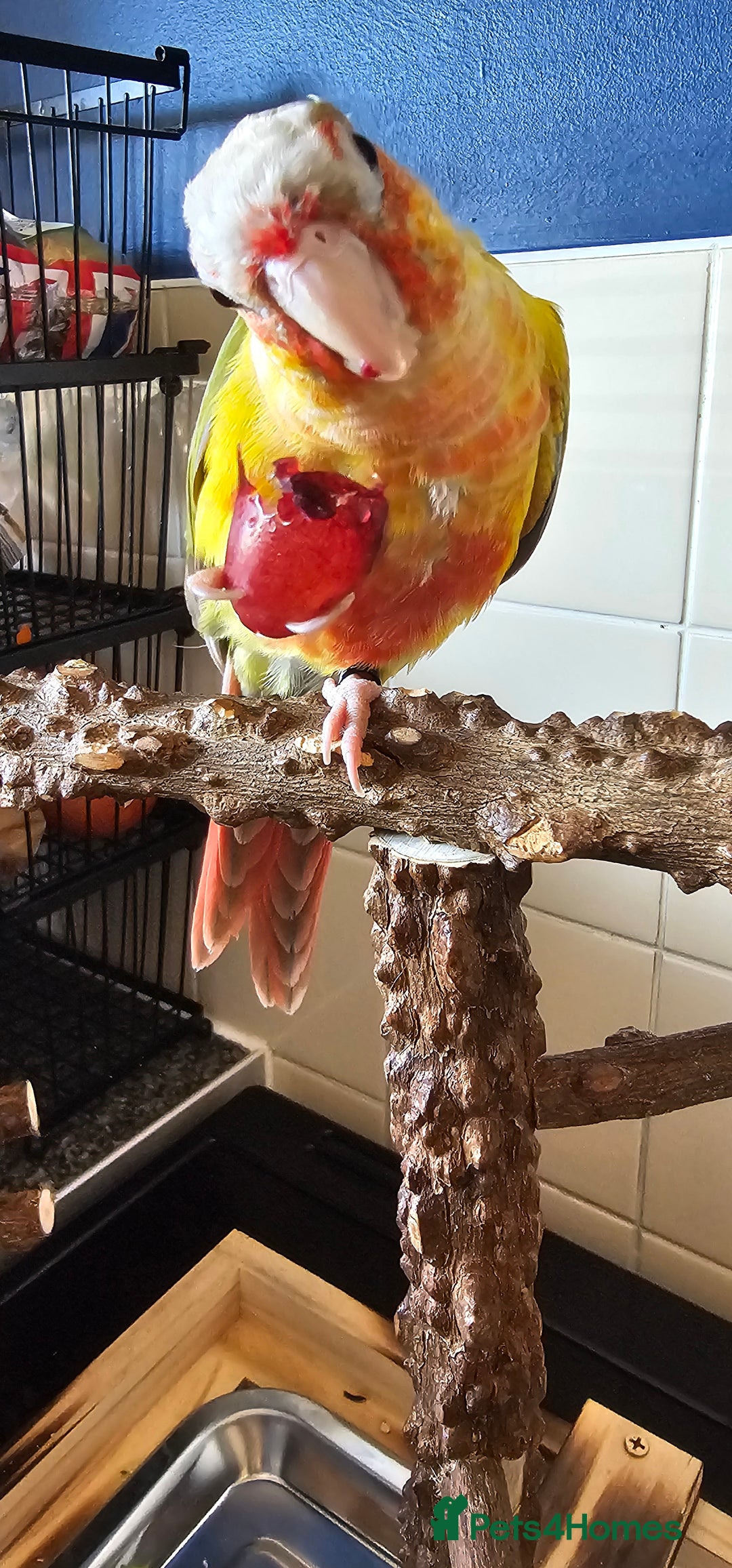 Conures birds for sale: Pineapple conure + full set up - Image 2