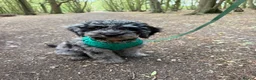 Cockapoo dogs for sale: Beautiful 5 month Cockapoo in Rochford - Advert 7