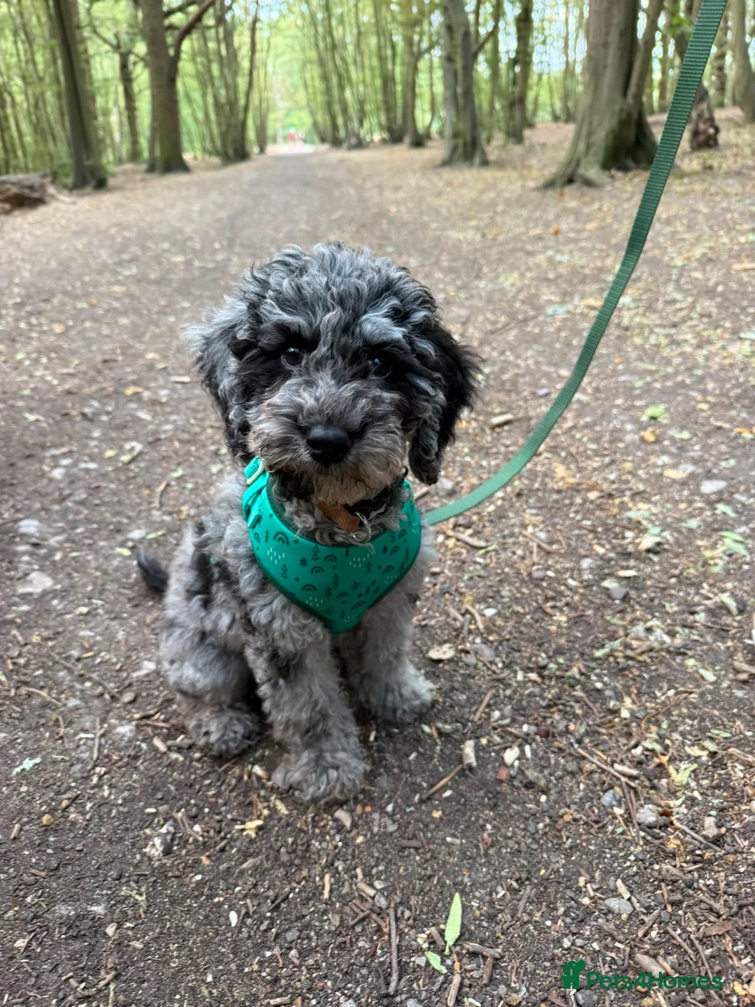 Cockapoo dogs for sale: Beautiful 5 month Cockapoo in Rochford - Advert 7