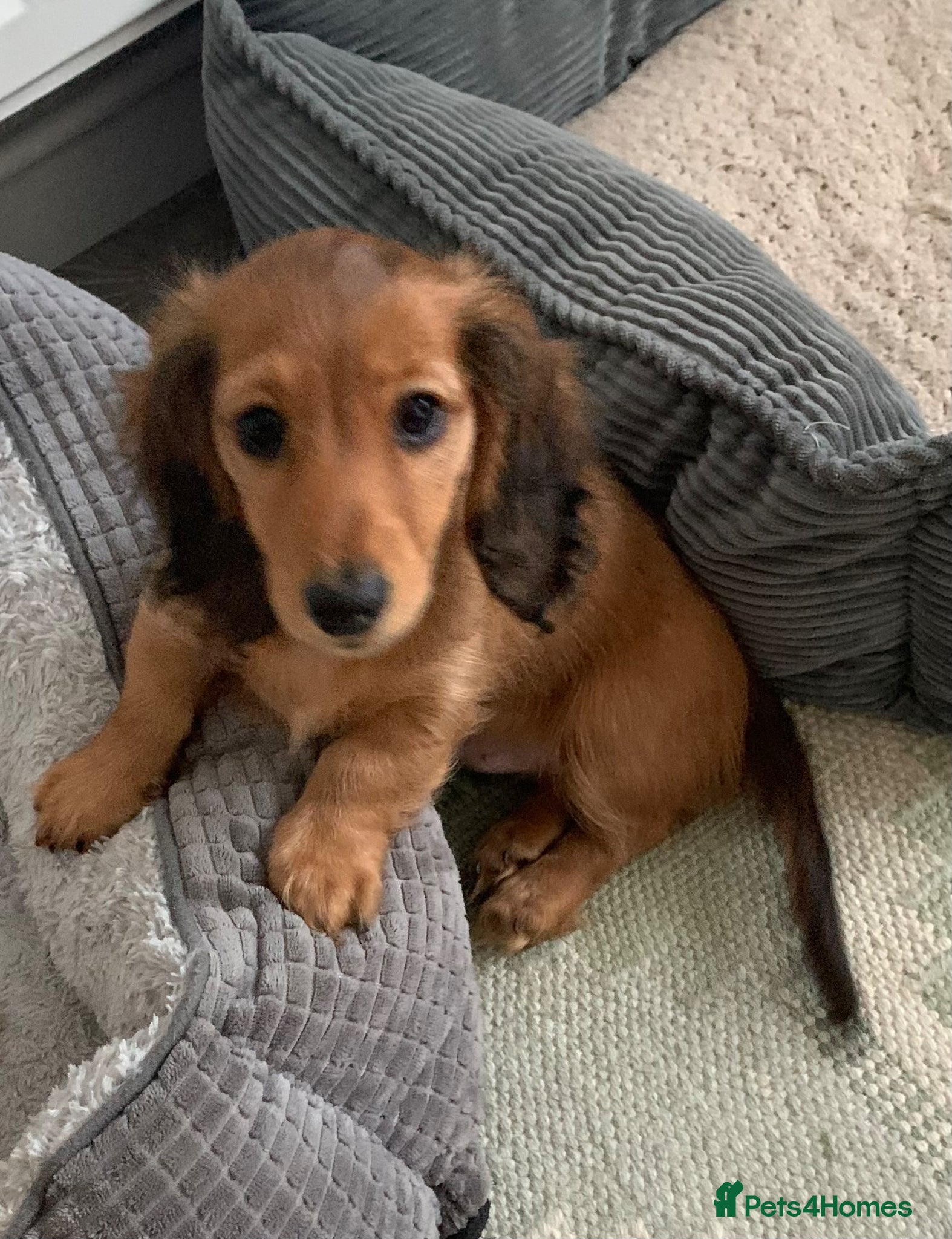 Dachshund dogs for sale: Last 2 Miniature longhaired dachshund Puppies - Advert 4