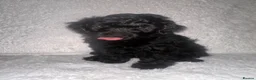Yorkiepoo dogs for sale: Yorkiepoo pups - Advert 7