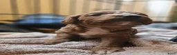 Cockapoo dogs for sale: Cockerpoo  in Leeds - Advert 3