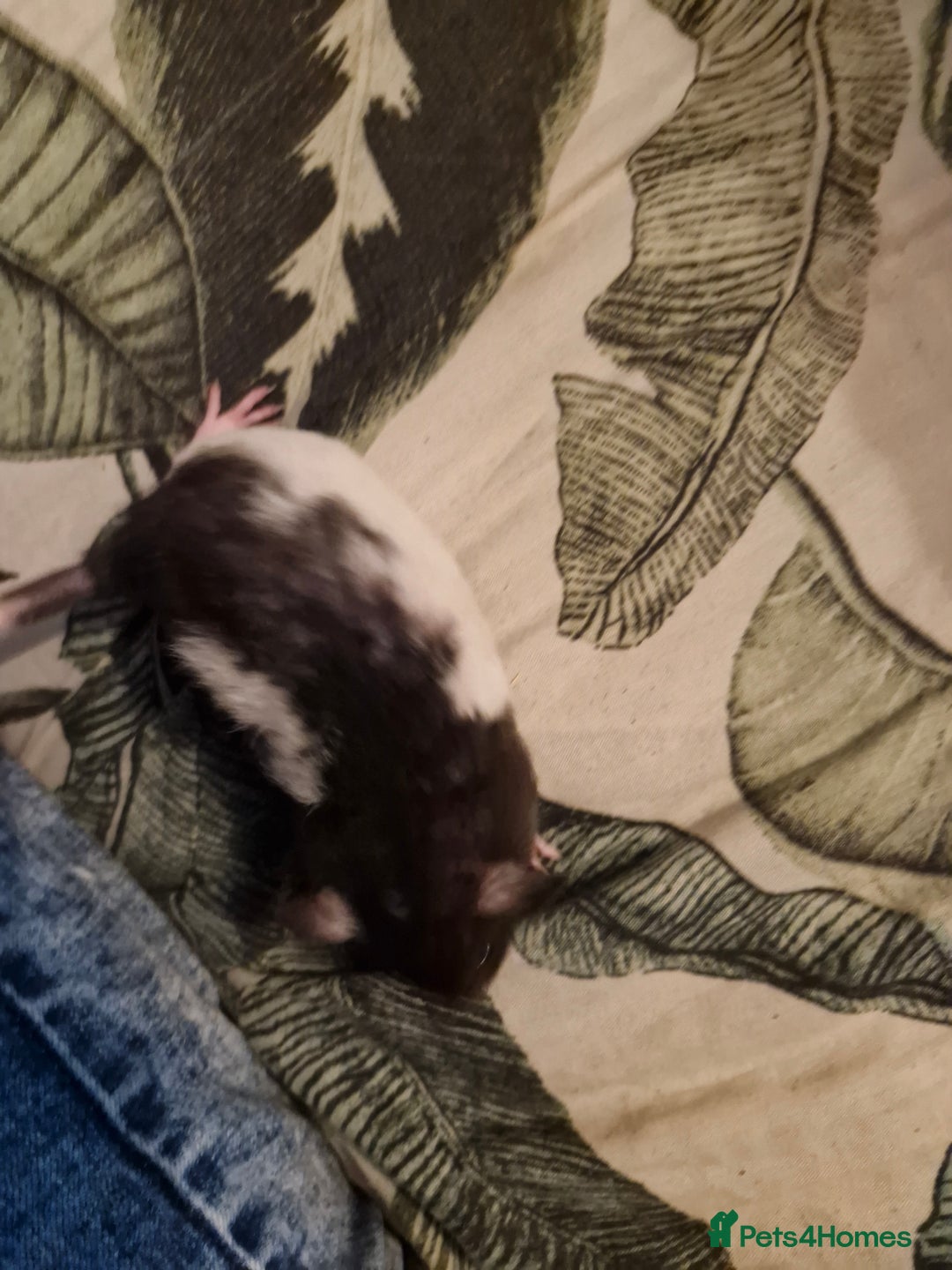 Rat rodents for sale: 6 beautiful Female Rats - Image 10
