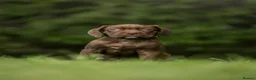 Cane Corso dogs for sale: 5 Towns Italian cane corso spring litter  - Advert 5