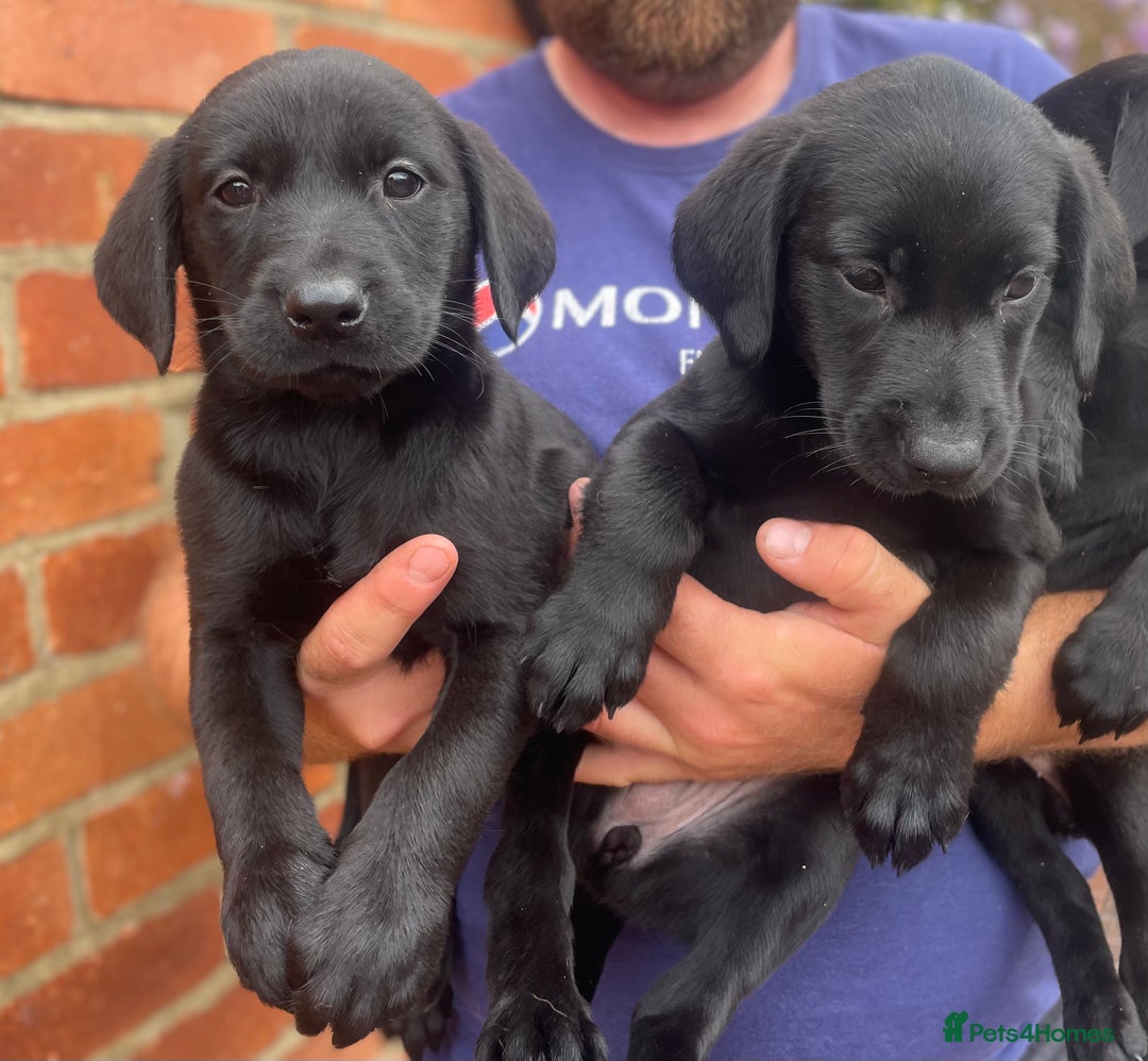 Labrador Retriever dogs for sale: Working Labrador Puppies - Image 13