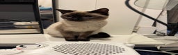 Siamese cats for sale: Siamese kitten 6 months £400 - Advert 2