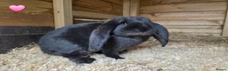 French Lop rabbits for sale: French Lop Rabbits - Advert 6