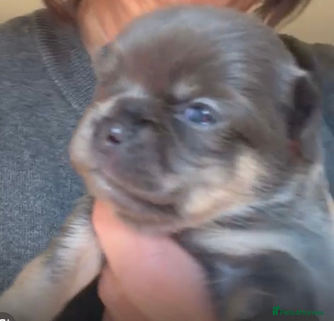 Pomchi dogs for sale: Beautiful litter of Pomchi - Advert 6