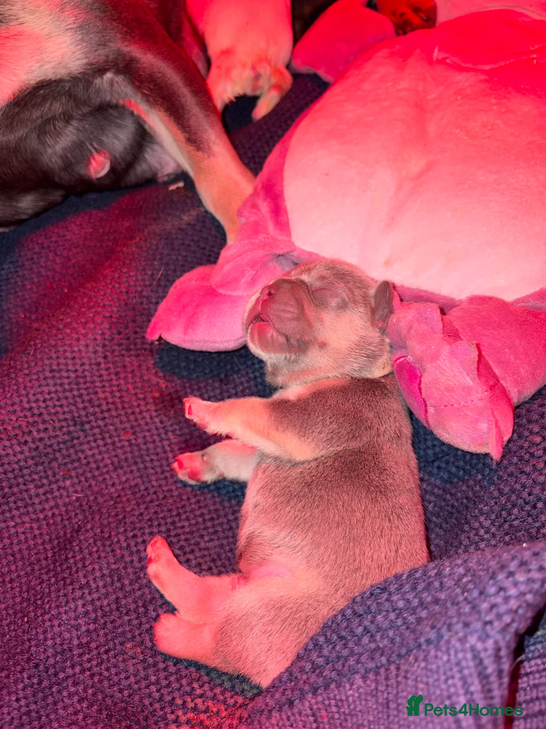 French Bulldog dogs for sale: Kc registered French bulldog puppies - Advert 4