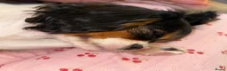 Cavalier King Charles Spaniel dogs for sale: KC Female Cavalier King Charles Spaniel 16 months  in Worksop - Advert 7