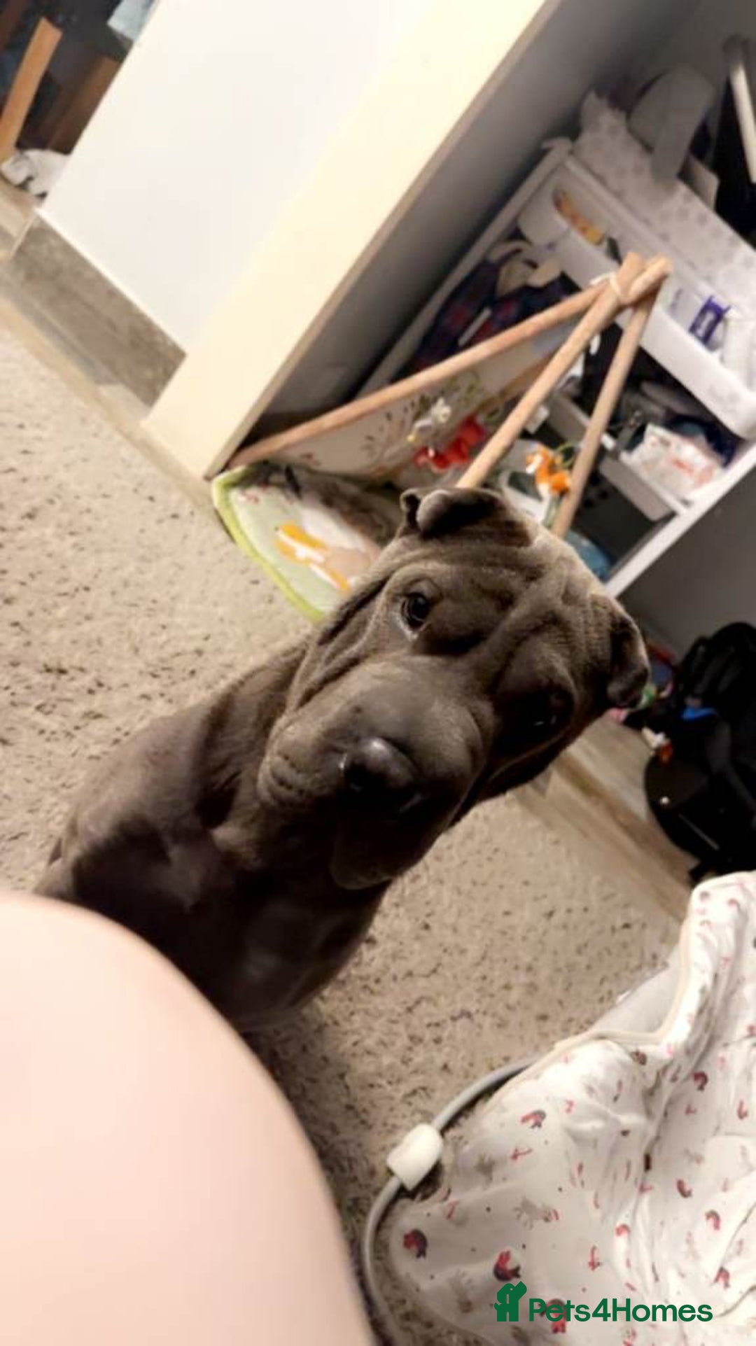 Shar Pei dogs for sale: Male Shar pei  - Advert 1