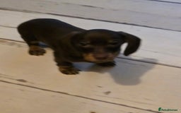 Dachshund dogs for sale: Dachshund puppies  - Image 9