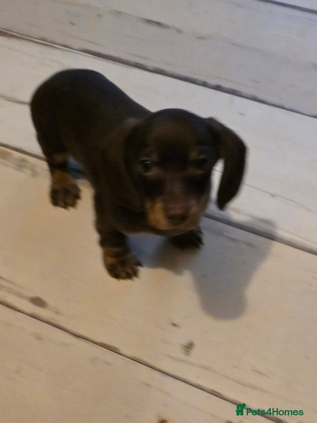 Dachshund dogs for sale: Dachshund puppies  - Image 9