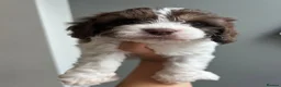 Cavapoo dogs for stud: (PROVEN) F1 Chocolate Parti -Merle Carrier- Stud  - Advert 9