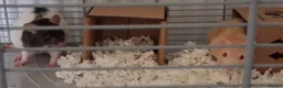 Rat rodents for sale: Rats  in Newtown - Advert 2
