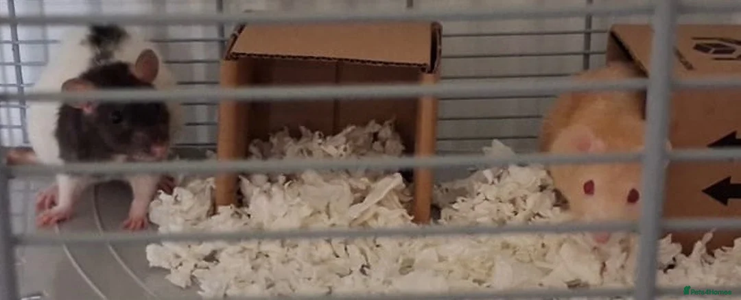 Rat rodents for sale: Rats  in Newtown - Advert 2