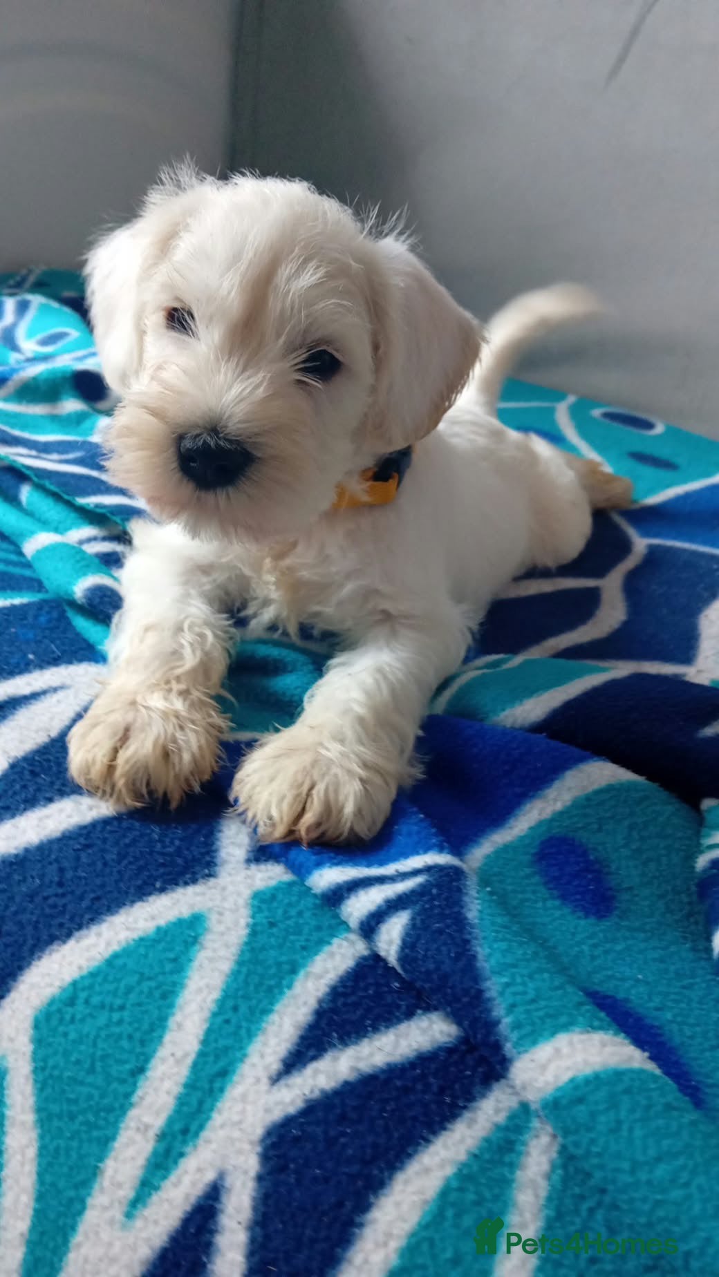 Miniature Schnauzer dogs 3 left White Miniature Schnauzers  - Advert 1