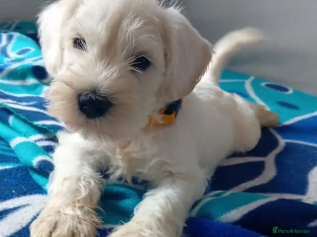 Miniature Schnauzer dogs 3 left White Miniature Schnauzers - Advert 1