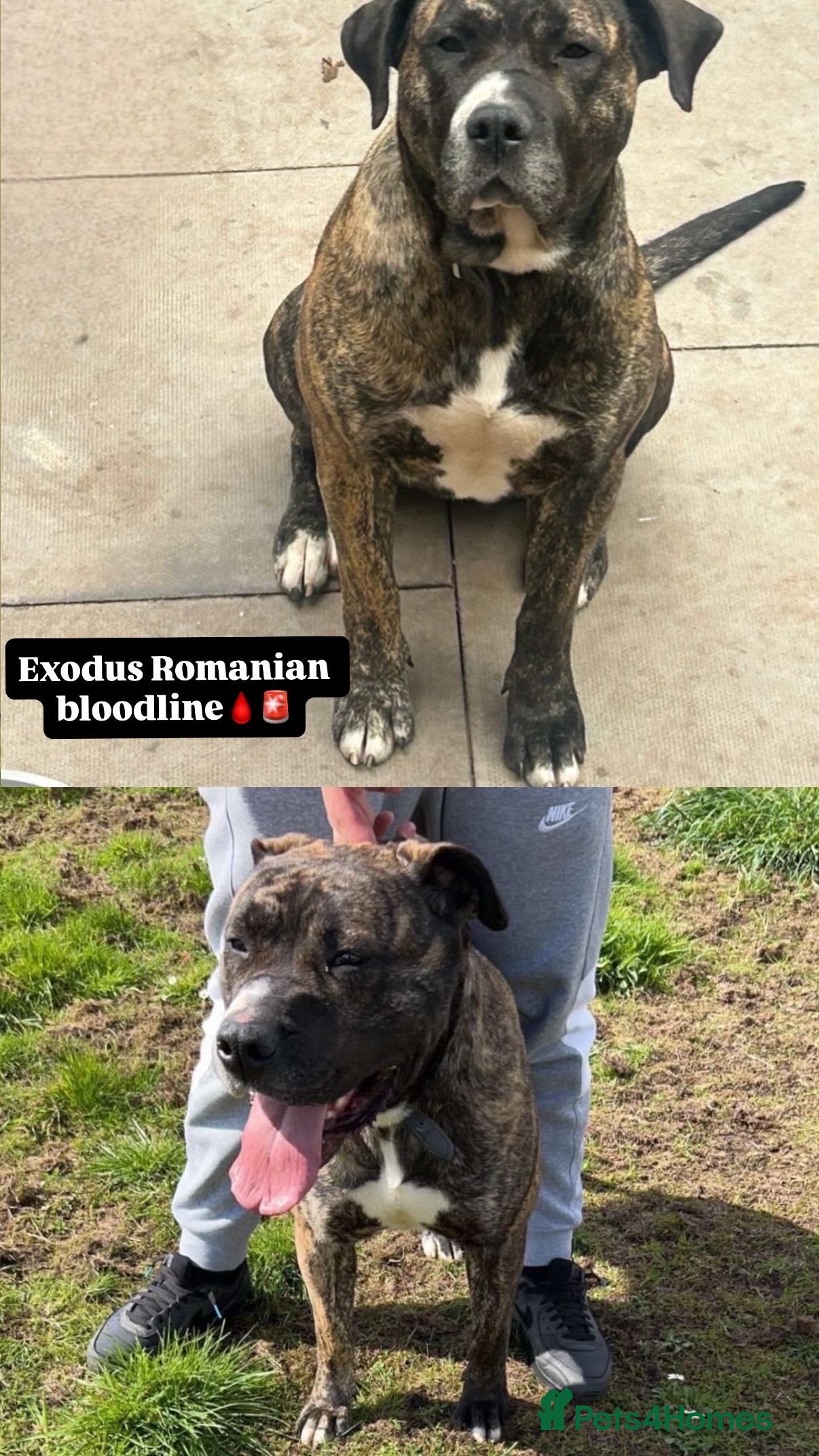 Presa Canario dogs (Outstanding) Presa Canario puppies - Advert 2