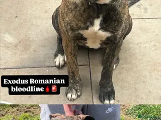 Presa Canario dogs (Outstanding) Presa Canario puppies - Advert 2