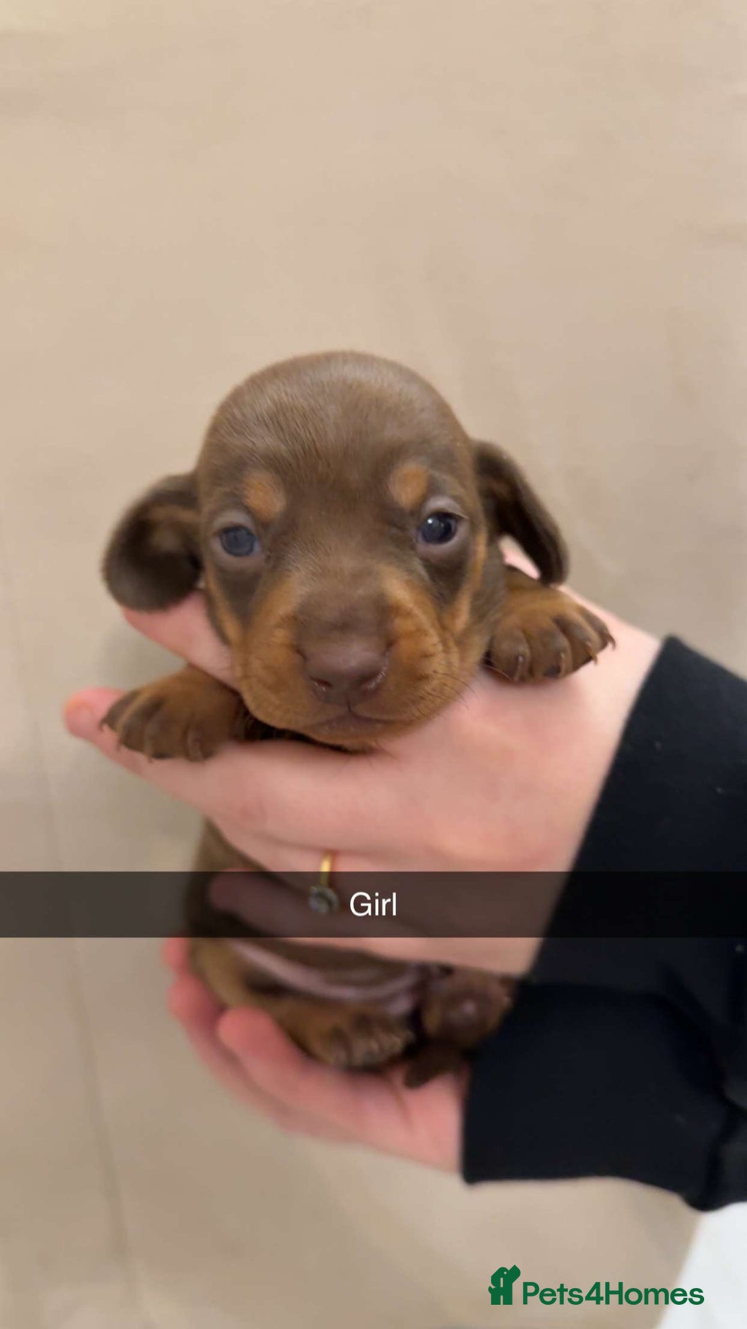 Miniature Dachshund dogs for sale: Miniature dachshund puppies - Advert 9