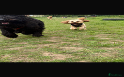 Cockapoo dogs for stud: F1 Cockapoo Milo for stud - Image 7