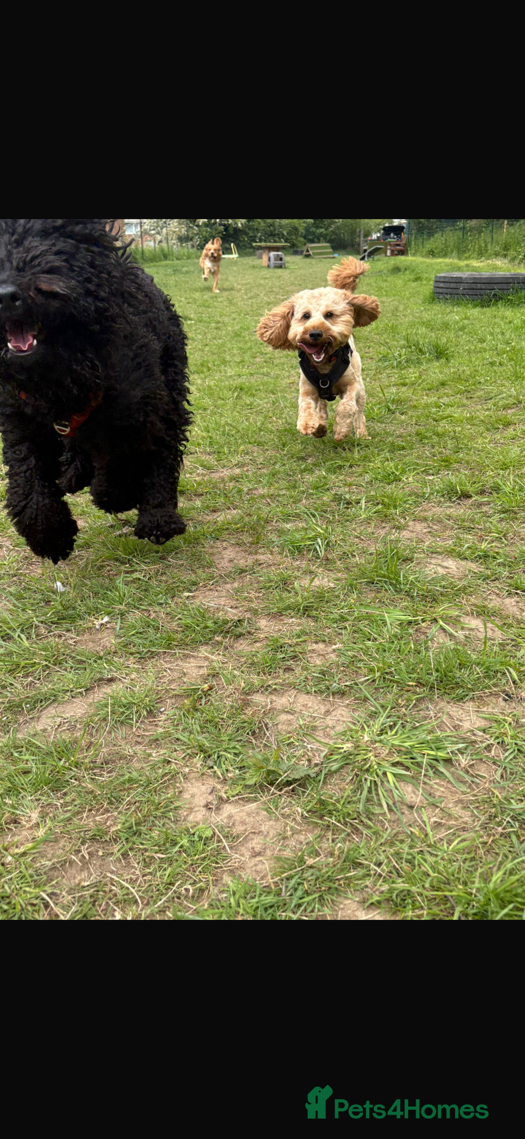 Cockapoo dogs for stud: F1 Cockapoo Milo for stud - Image 7