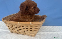 Cockapoo dogs for sale: Gorgeous Cockerpoo F1b - Image 6