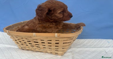 Cockapoo dogs - Advert 1