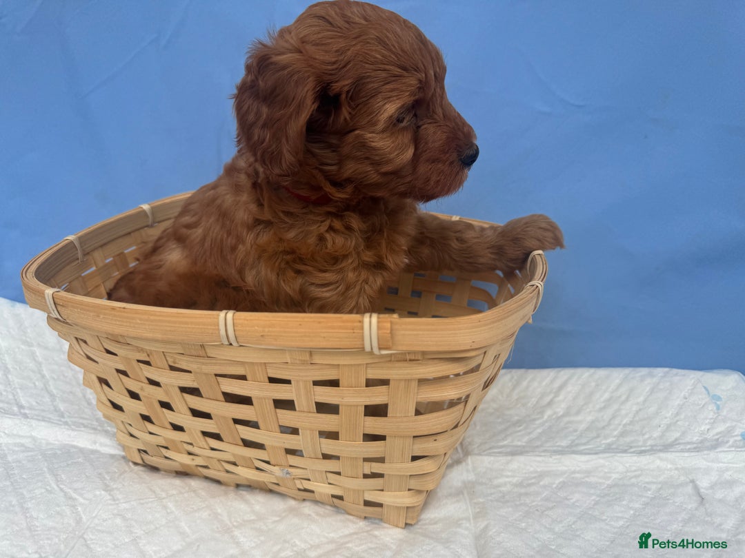 Cockapoo dogs for sale: Gorgeous Cockerpoo F1b - Image 6