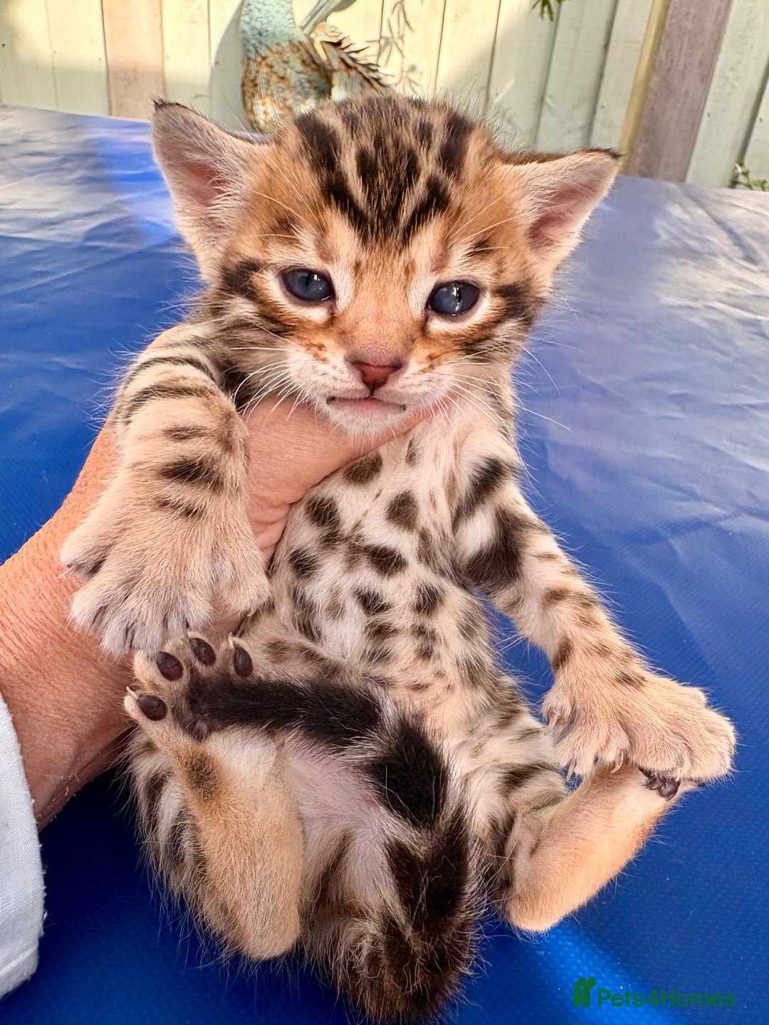 Keetso cats for sale: Stunning golden keetsos  - Image 11
