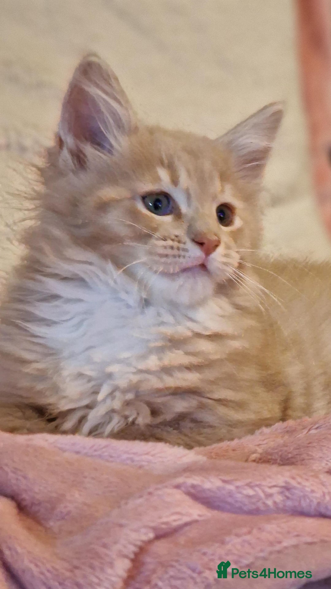 Maine Coon cats for sale: MAINE COON KITTENS WITH WORLD CHAMPION BLOODLINES - Advert 7