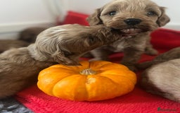 Cavapoo dogs for sale: Toy Cavapoo Puppies - Image 5