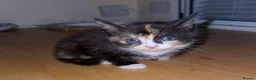 Mixed Breed cats for sale: Kittens for sale  - Advert 3