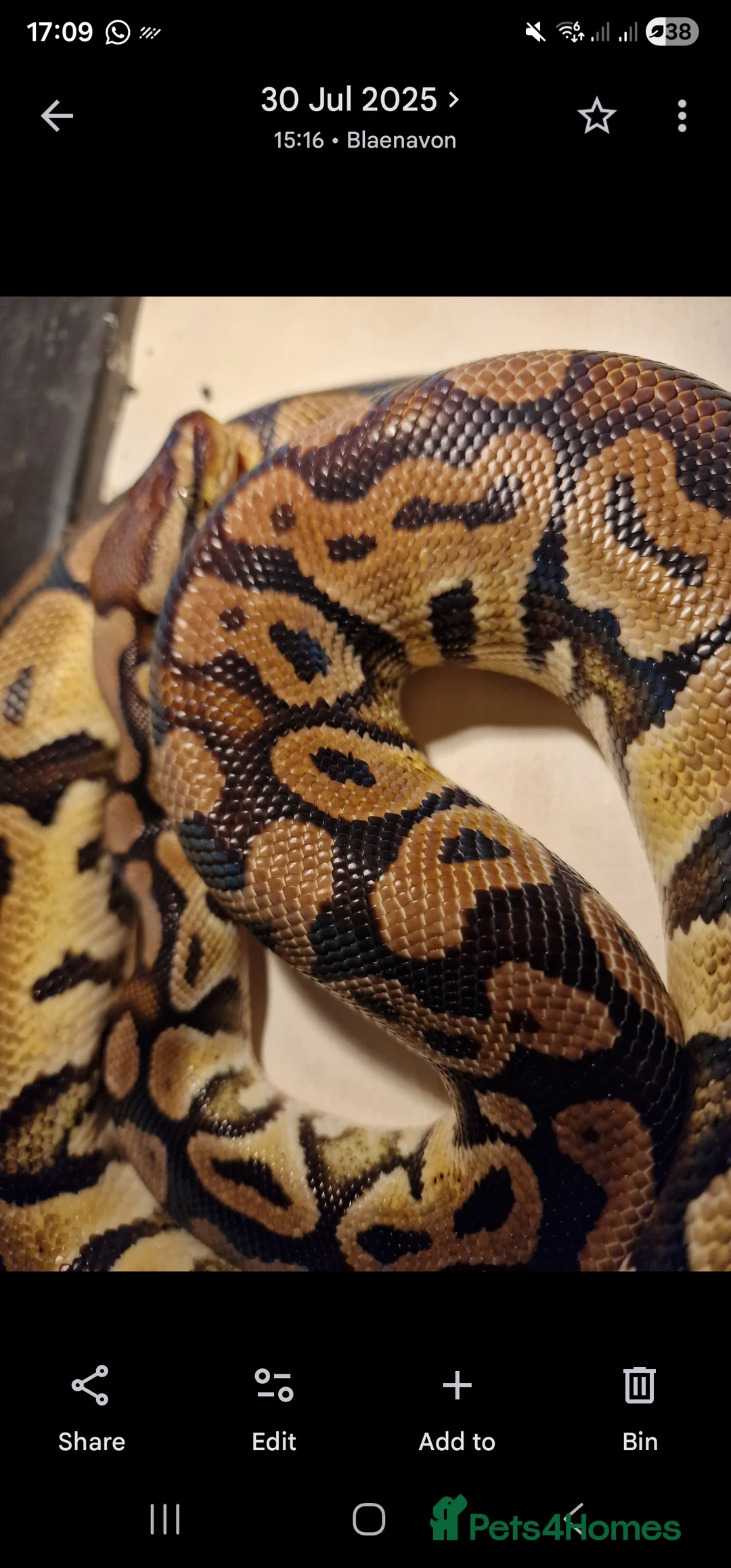 Python Snake reptiles for sale: Royal female python pastel - Advert 3