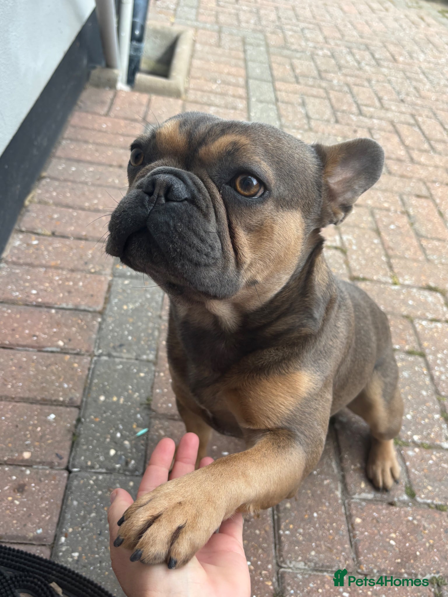 French Bulldog dogs Beautiful Bertie ready for stud - Advert 1