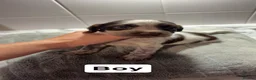 Sprocker dogs for sale: 7 Beautiful Sprockers 🐾  - Advert 9