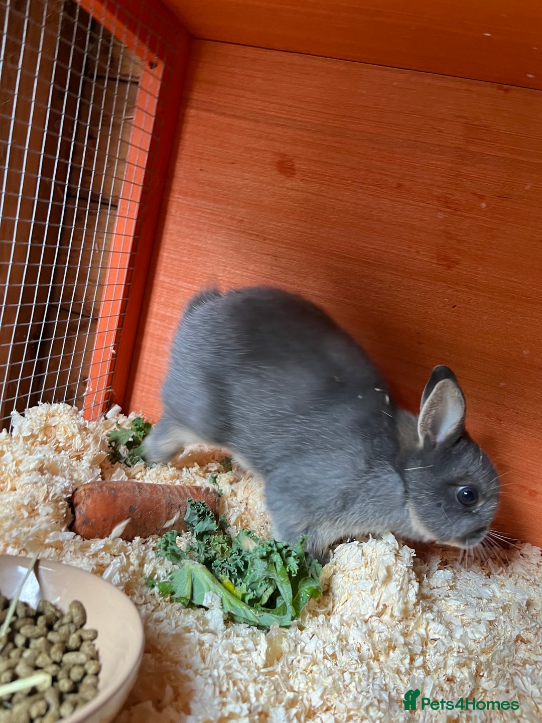 Netherland Dwarf rabbits for sale: Lilac Otter buck for sale  - Image 4