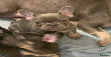 French Bulldog dogs - Advert 2