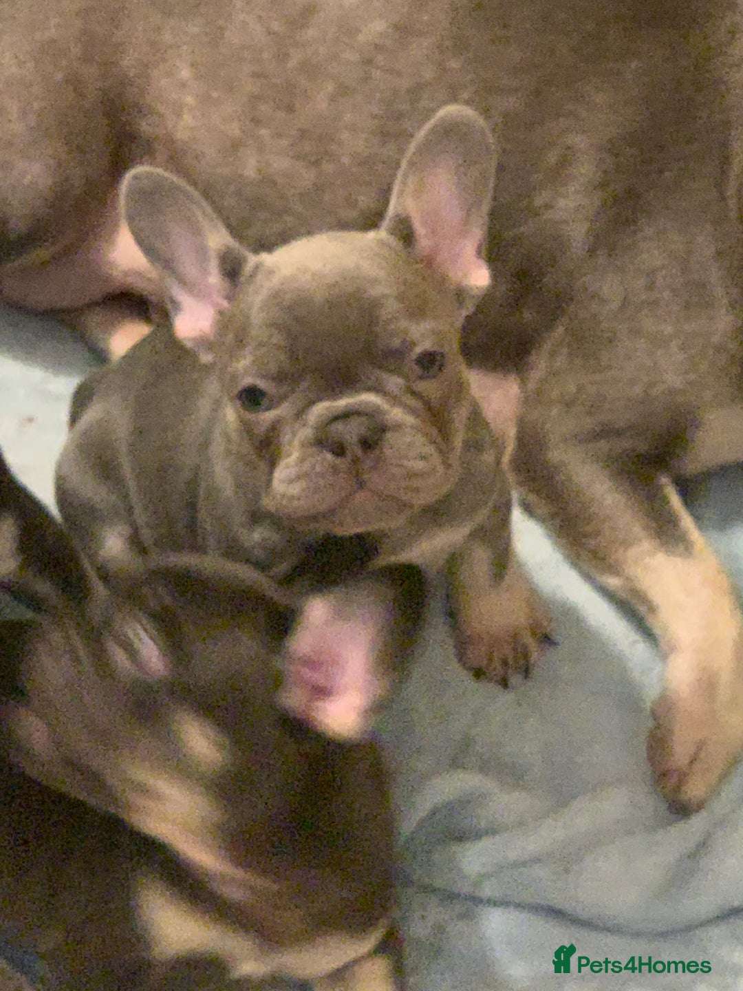 French Bulldog dogs for sale: KC LilacChocolate fully vaccinated health checked  - Image 2