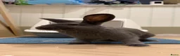 Beveren rabbits for sale: Male, blue Beveran  in Ipswich - Advert 4