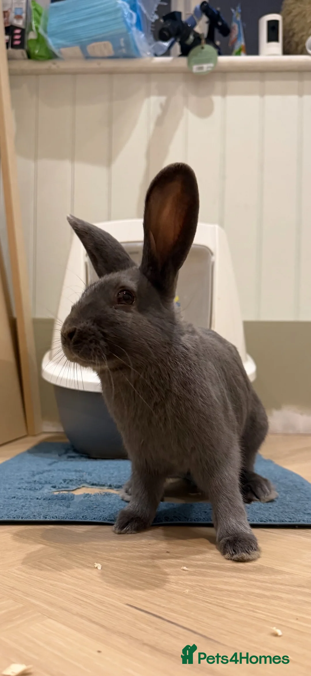 Beveren rabbits for sale: Male, blue Beveran  in Ipswich - Advert 4