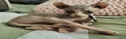 Sphynx cats for sale: Just 2 gorgeous boys left now - Advert 32