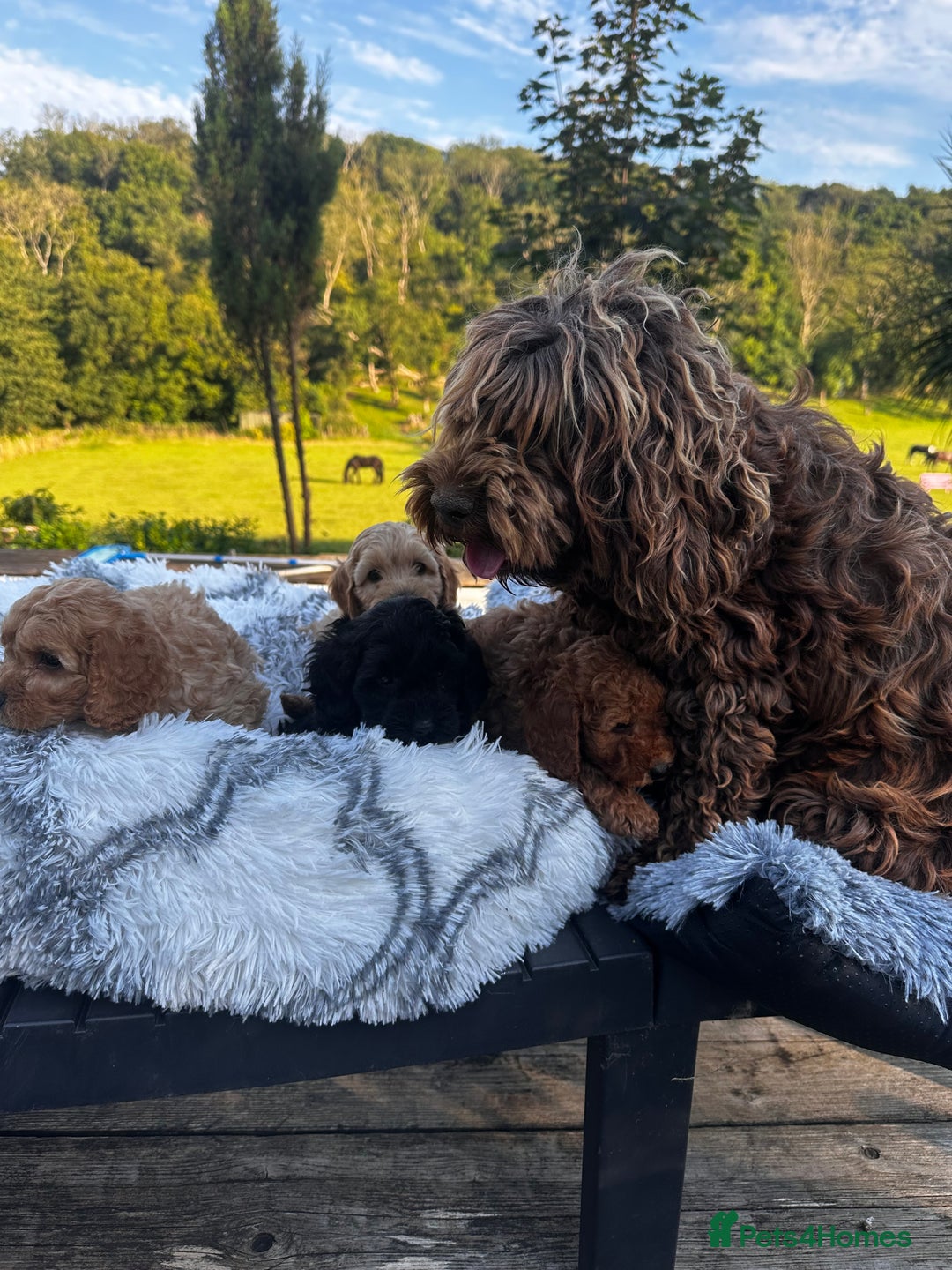 Cockapoo dogs for sale: Lovely litter cockapoo  - Image 14