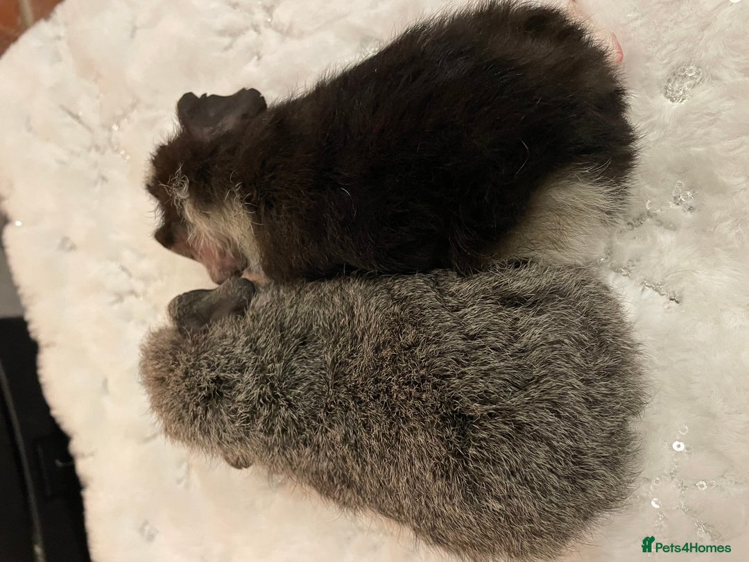 Guinea Pig rodents for sale: Pair of male Rex guinea pigs  - Advert 10