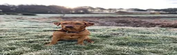 Labrador Retriever dogs for sale: Labrador Puppies – Family Raised – Dorset  in Dorchester - Advert 13