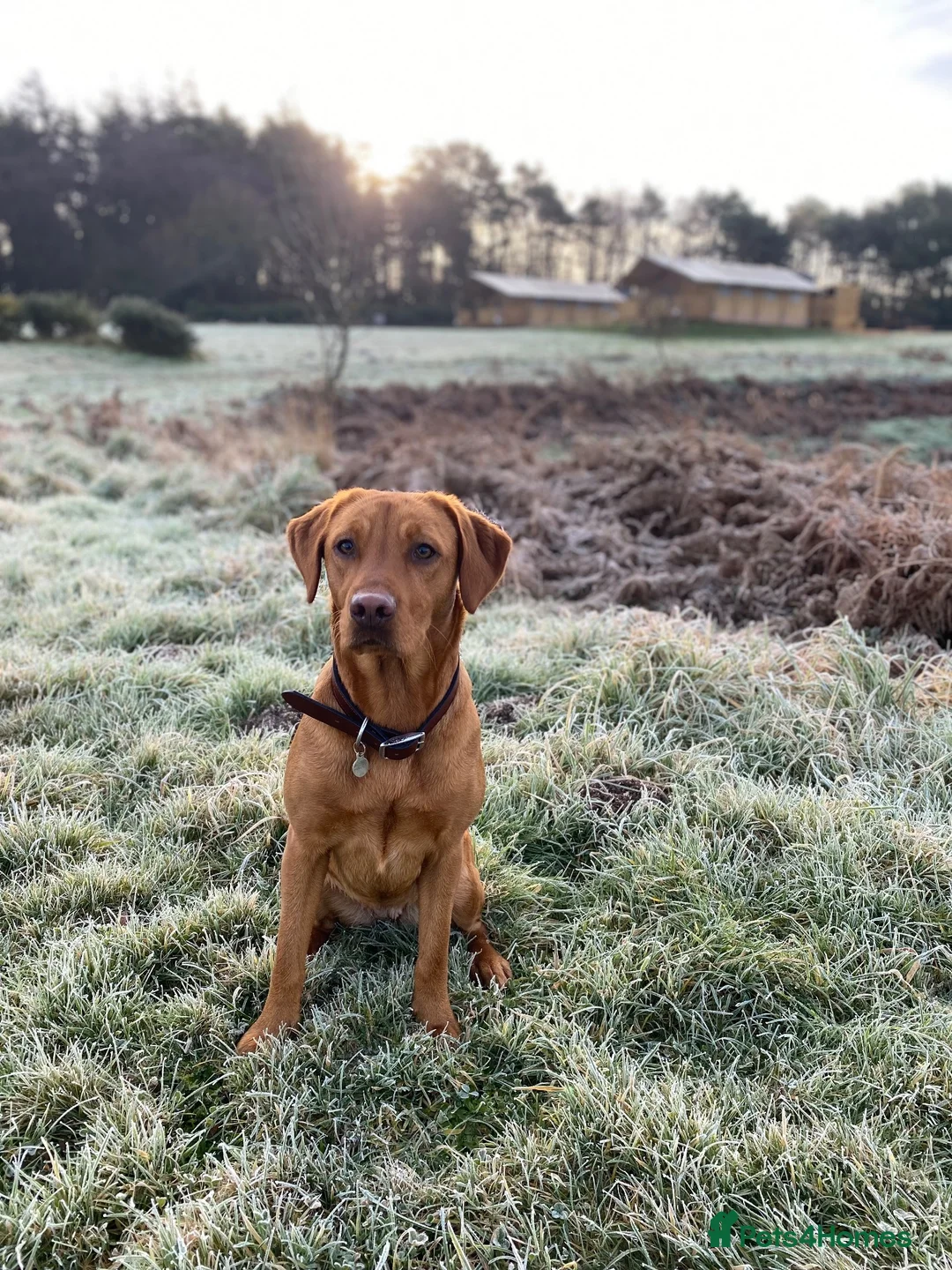Labrador Retriever dogs for sale: Labrador Puppies – Family Raised – Dorset  in Dorchester - Advert 13