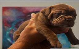 Olde English Bulldogge dogs for stud: Olde English bulldog stud  - Image 10