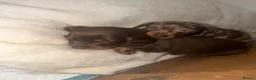 Miniature Dachshund dogs for sale: miniature dachshund  - Advert 3
